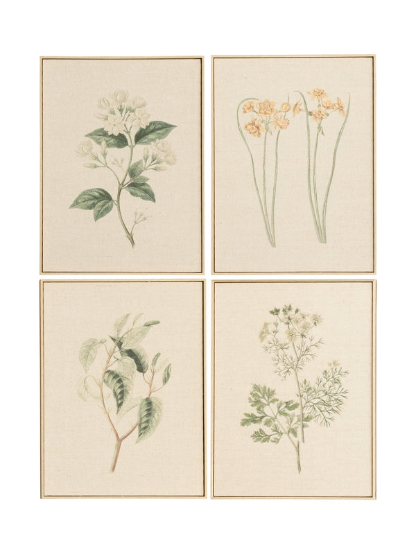 Field Studies Wall Art Set of 4 in Botanical